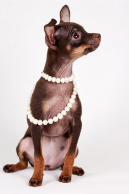 Rus oyuncak köpek yavrusu