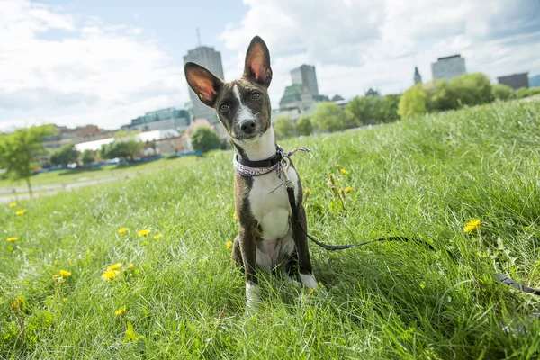 Basenji in the park on the grass — Stock Photo, Image
