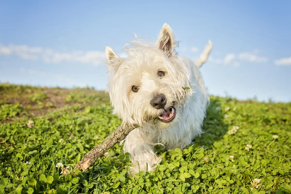 West highland white terrier a very good looking dog — Stock Photo, Image