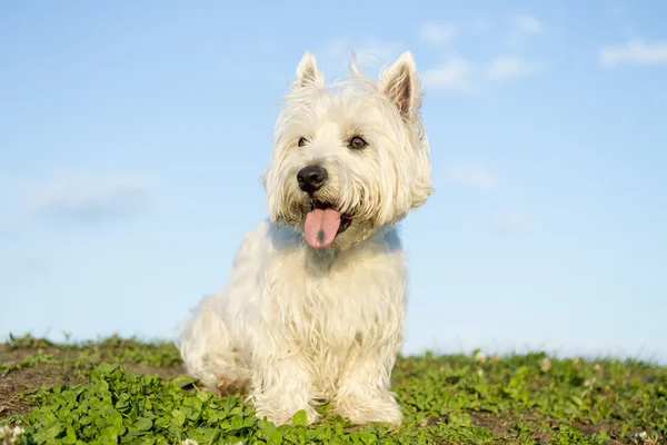 Oeste highland terrier branco um cão muito bonito — Fotografia de Stock