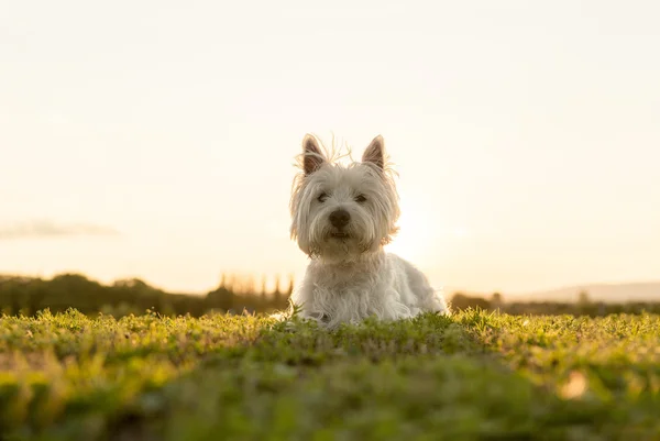 West highland white terrier bardzo dobry Szukam psa — Zdjęcie stockowe