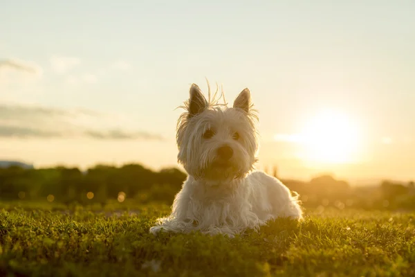 West highland white terrier egy nagyon jó látszó kutya — Stock Fotó