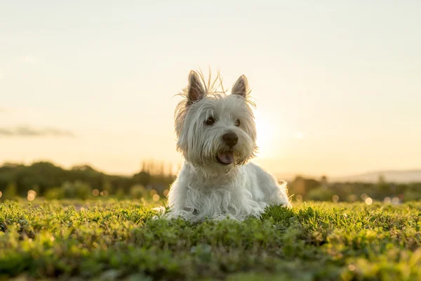 West highland white terriër een zeer goed op zoek hond — Stockfoto