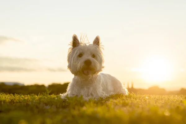 West highland white terrier egy nagyon jó látszó kutya — Stock Fotó