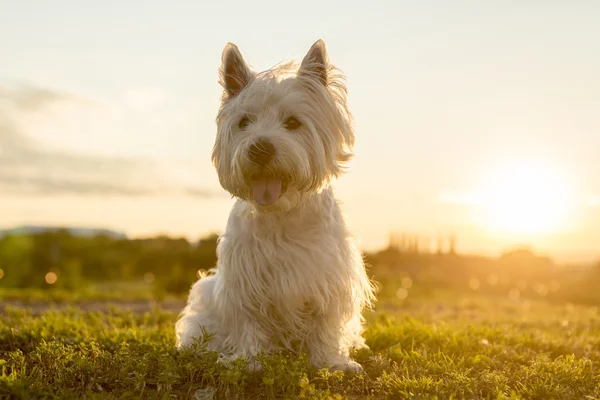 West highland white terrier egy nagyon jó látszó kutya — Stock Fotó