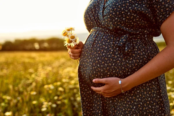 Blisko brzucha ciężarnej w naturze trzymając Daisy — Zdjęcie stockowe