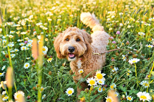 一只可爱的狗在日落时像公园里的小狗一样快乐 — 图库照片