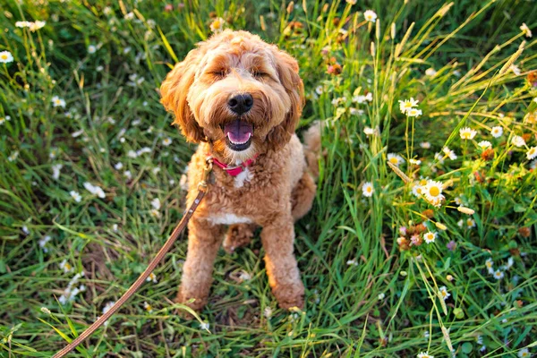 一只可爱的狗在日落时像公园里的小狗一样快乐 — 图库照片