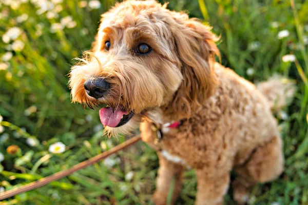 Un lindo perro al atardecer divirtiéndose como un cachorro en un parque — Foto de Stock