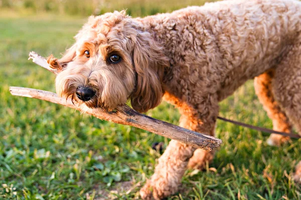 Un lindo perro al atardecer divirtiéndose como un cachorro en un parque jugar con madera — Foto de Stock