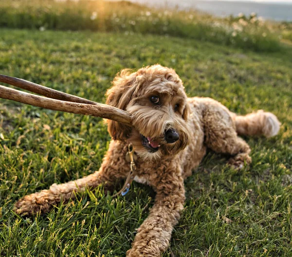 Un lindo perro al atardecer divirtiéndose como un cachorro en un parque jugar con madera — Foto de Stock