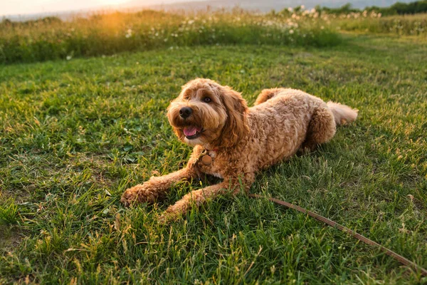 Un lindo perro al atardecer divirtiéndose como un cachorro en un parque — Foto de Stock