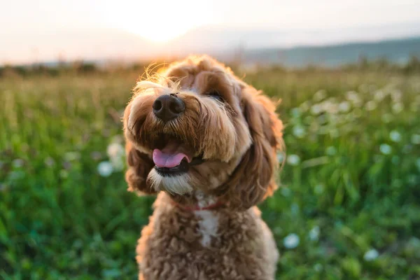 Ένα χαριτωμένο σκυλί στο ηλιοβασίλεμα διασκεδάζοντας σαν κουτάβι σε ένα πάρκο — Φωτογραφία Αρχείου