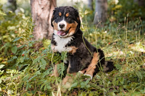 Bernese Mountain Dog cachorro de pie en el parque forestal — Foto de Stock