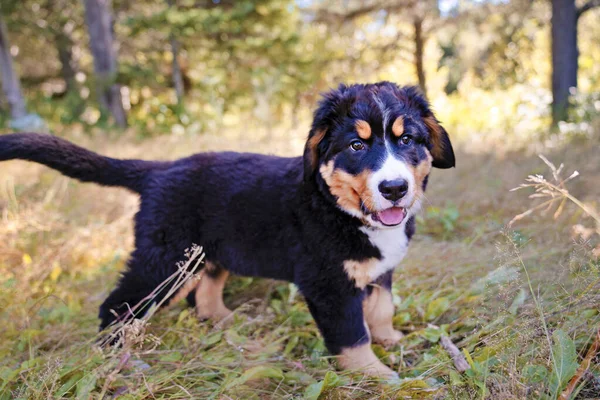 Bernese Mountain Dog puppy standing in forest park — Stock Photo, Image