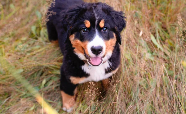 Bernese Mountain Dog kiskutya áll erdő park — Stock Fotó