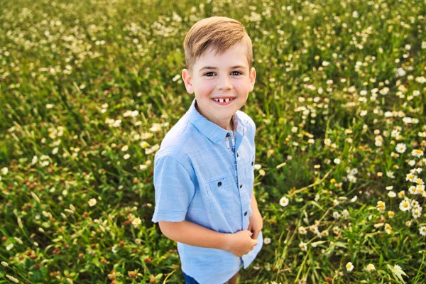 Красивый маленький мальчик на поле ромашки на закате, летом — стоковое фото