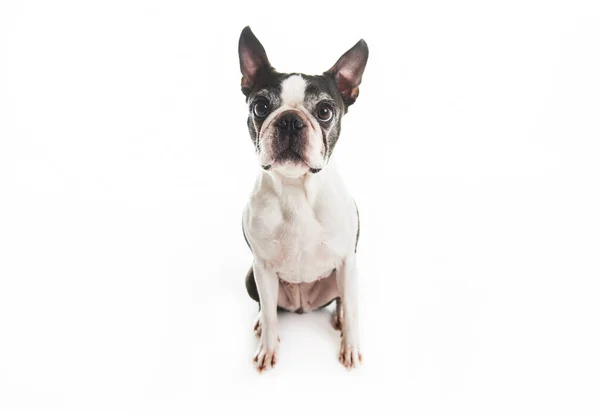 Beautiful boston terrier dog on white background — Stock Photo, Image