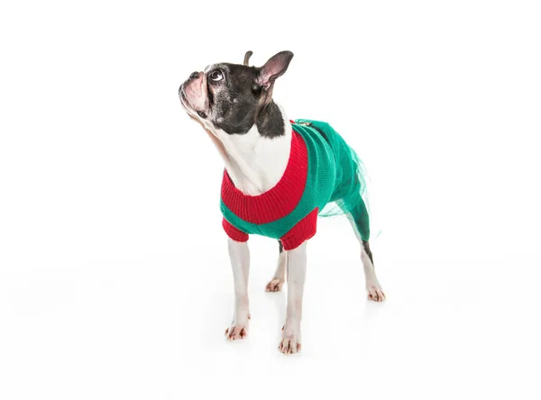 Beautiful boston terrier dog on white background with christmas clothes — Stock Photo, Image