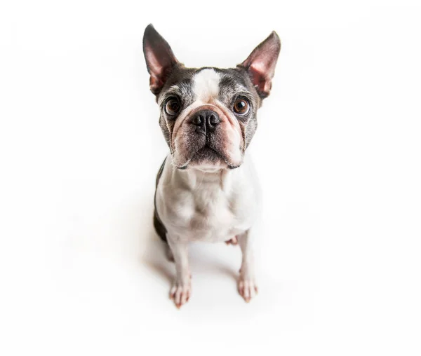 Beautiful boston terrier dog on white background — Stock Photo, Image