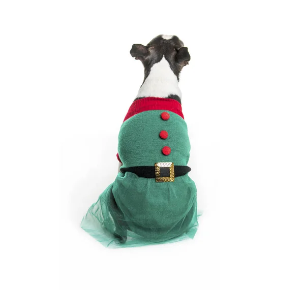 Beautiful boston terrier dog on white background with christmas clothes — Stock Photo, Image