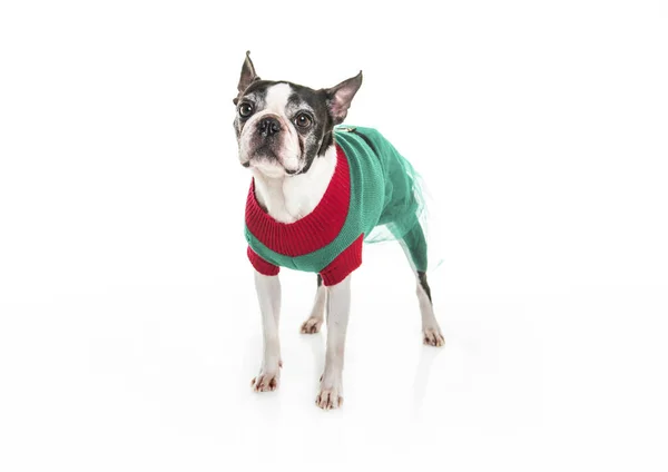Beautiful boston terrier dog on white background with christmas clothes — Stock Photo, Image