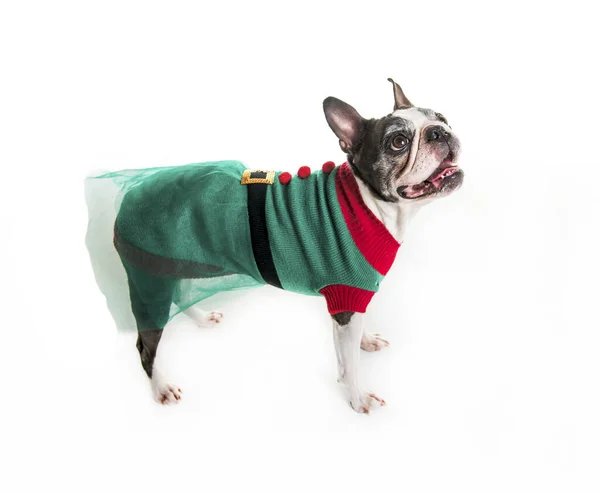 Beautiful boston terrier dog on white background with christmas clothes — Stock Photo, Image