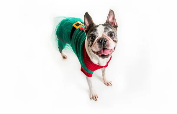 Beautiful boston terrier dog on white background with christmas clothes — Stock Photo, Image