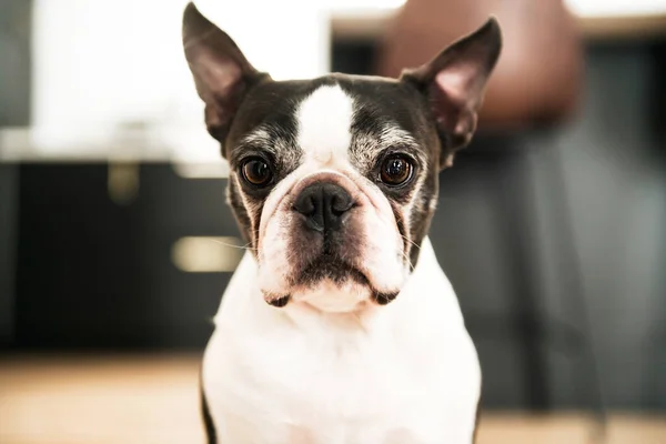 Beautiful boston terrier dog at home — Stock Photo, Image