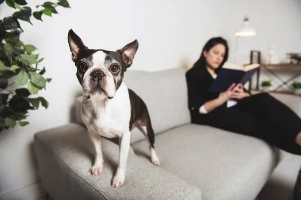 Mulher com é Boston Terrier na sala de estar leitura livro — Fotografia de Stock