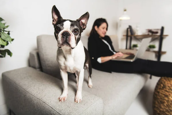 Business Woman with is Boston Terrier on the living room with laptop — Stock Photo, Image