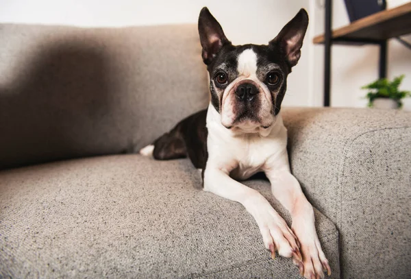 Bonito cão terrier Boston no sofá da casa — Fotografia de Stock