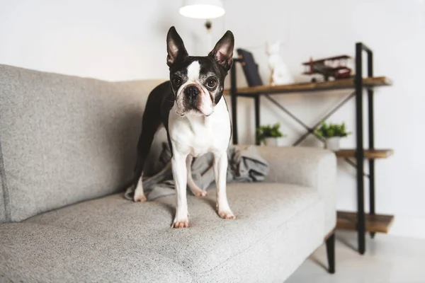Krásný boston teriér pes na domácí pohovce — Stock fotografie