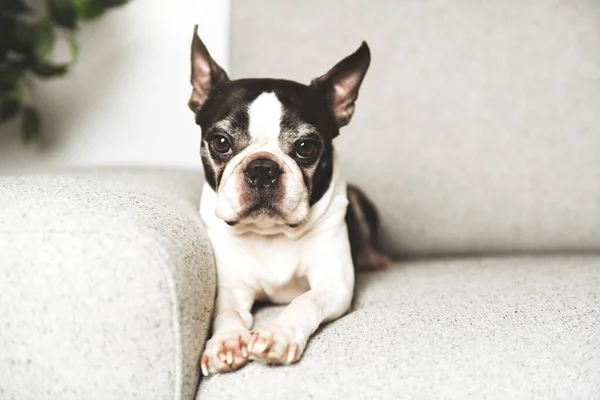 Beautiful boston terrier dog on the home sofa — Stock Photo, Image