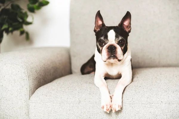 Bonito cão terrier Boston no sofá da casa — Fotografia de Stock