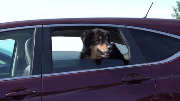 Golden Retriever patrząc przez okno samochodu — Wideo stockowe