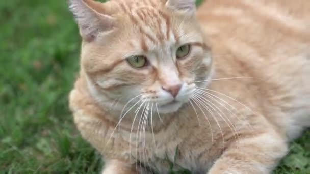 Кішка в зеленій траві влітку красивий червоний кіт з жовтими очима на вулиці влітку — стокове відео