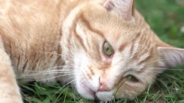 여름의 녹색 잔디 속의 고양이 여름 옥외에서 노란 눈을 가진 아름다운 붉은 고양이 — 비디오