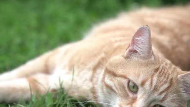 Kat in het groene gras in de zomer Een prachtige rode kat met gele ogen in de zomer Outdoor — Stockvideo