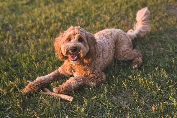 Un lindo perro al atardecer divirtiéndose como un cachorro en un parque jugar con madera — Foto de Stock