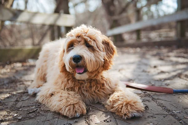Golden Labradoodle dog outside in fall season — Stock Photo, Image