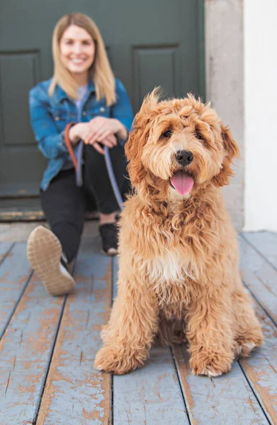 Labradoodle Dog and woman outside on balcony