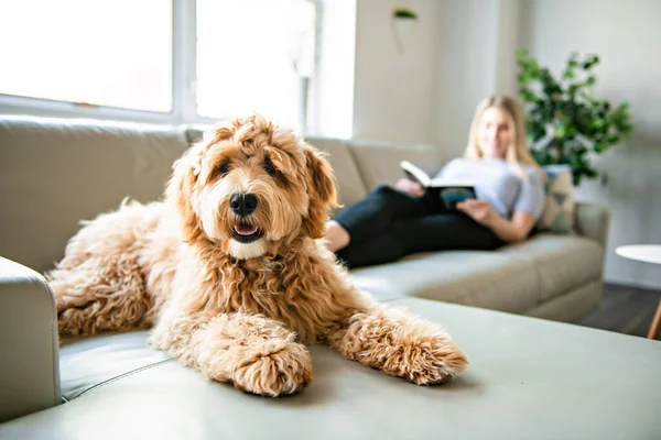 Kobieta z jego Golden Labradoodle pies czyta w domu — Zdjęcie stockowe