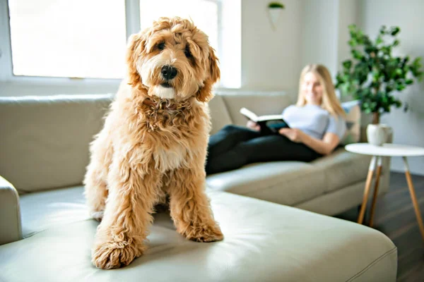 Mujer con su perro Golden Labradoodle leyendo en casa — Foto de Stock