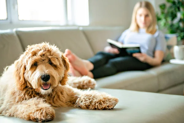 Mulher com seu cão Labradoodle dourado lendo em casa — Fotografia de Stock