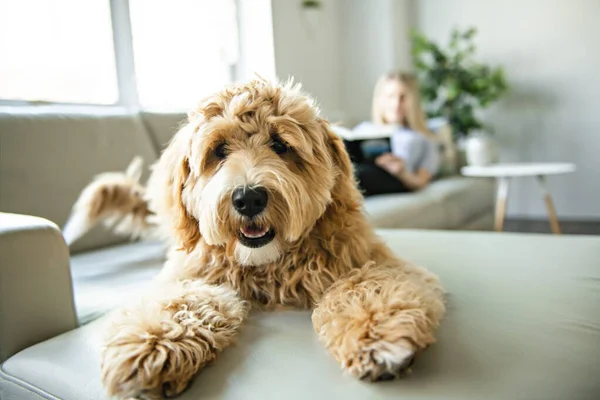 Altın Labradoodle köpeğiyle evde kitap okuyan bir kadın. — Stok fotoğraf