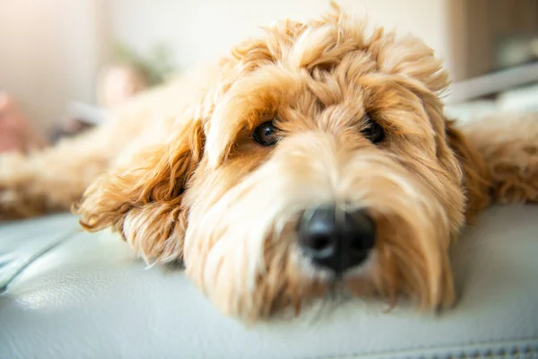 Golden Labradoodle pes doma na pohovce — Stock fotografie