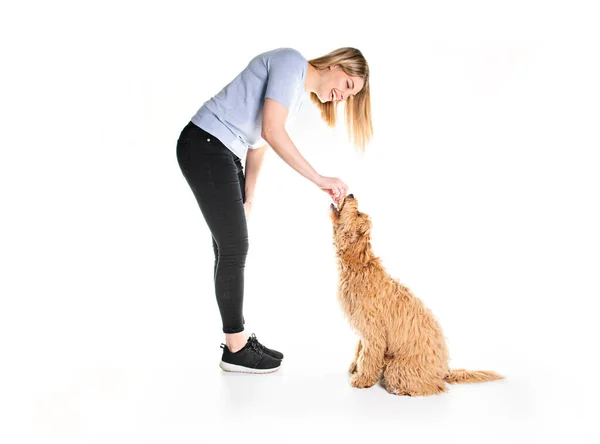 Cvičitelka žena s jeho Golden Labradoodle pes izolované na bílém pozadí — Stock fotografie