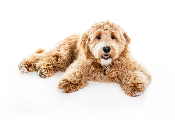 Golden Labradoodle Hund isoliert auf weißem Hintergrund — Stockfoto