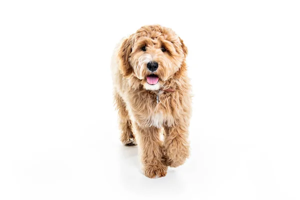 Golden Labradoodle hond geïsoleerd op witte achtergrond — Stockfoto